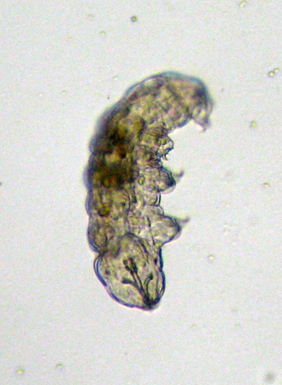 Microscopia (quasi) 